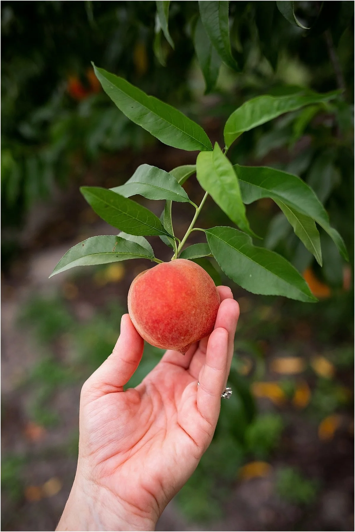 Peach-picking-in-Central-Florida (6).jpg