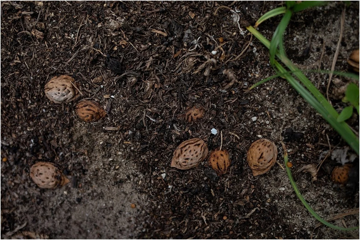 Peach-picking-in-Central-Florida (8).jpg