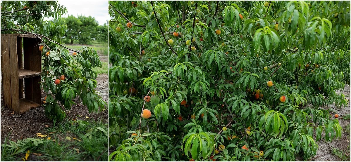 Peach-picking-in-Central-Florida (10).jpg