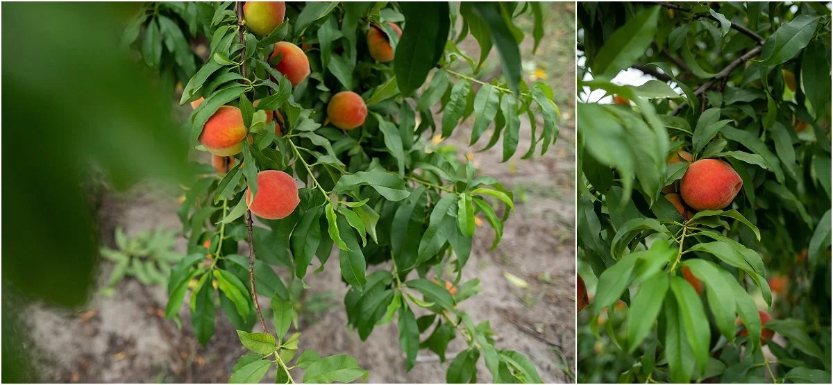 Peach-picking-in-Central-Florida (11).jpg