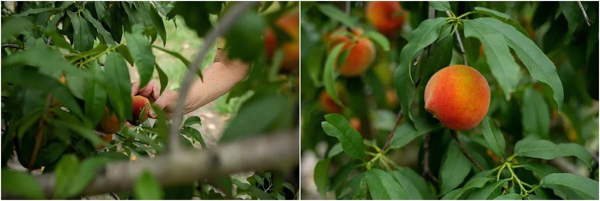Peach-picking-in-Central-Florida (12).jpg