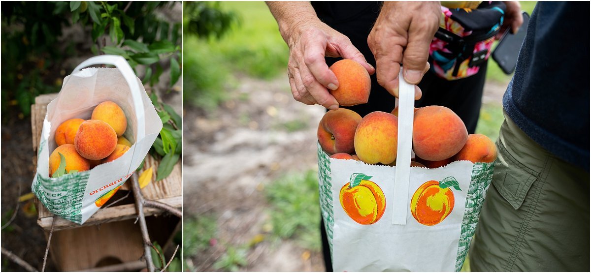 Peach-picking-in-Central-Florida (15).jpg