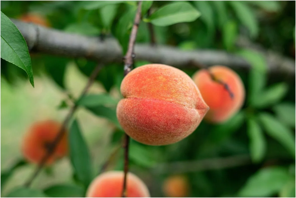 Peach-picking-in-Central-Florida (16).jpg