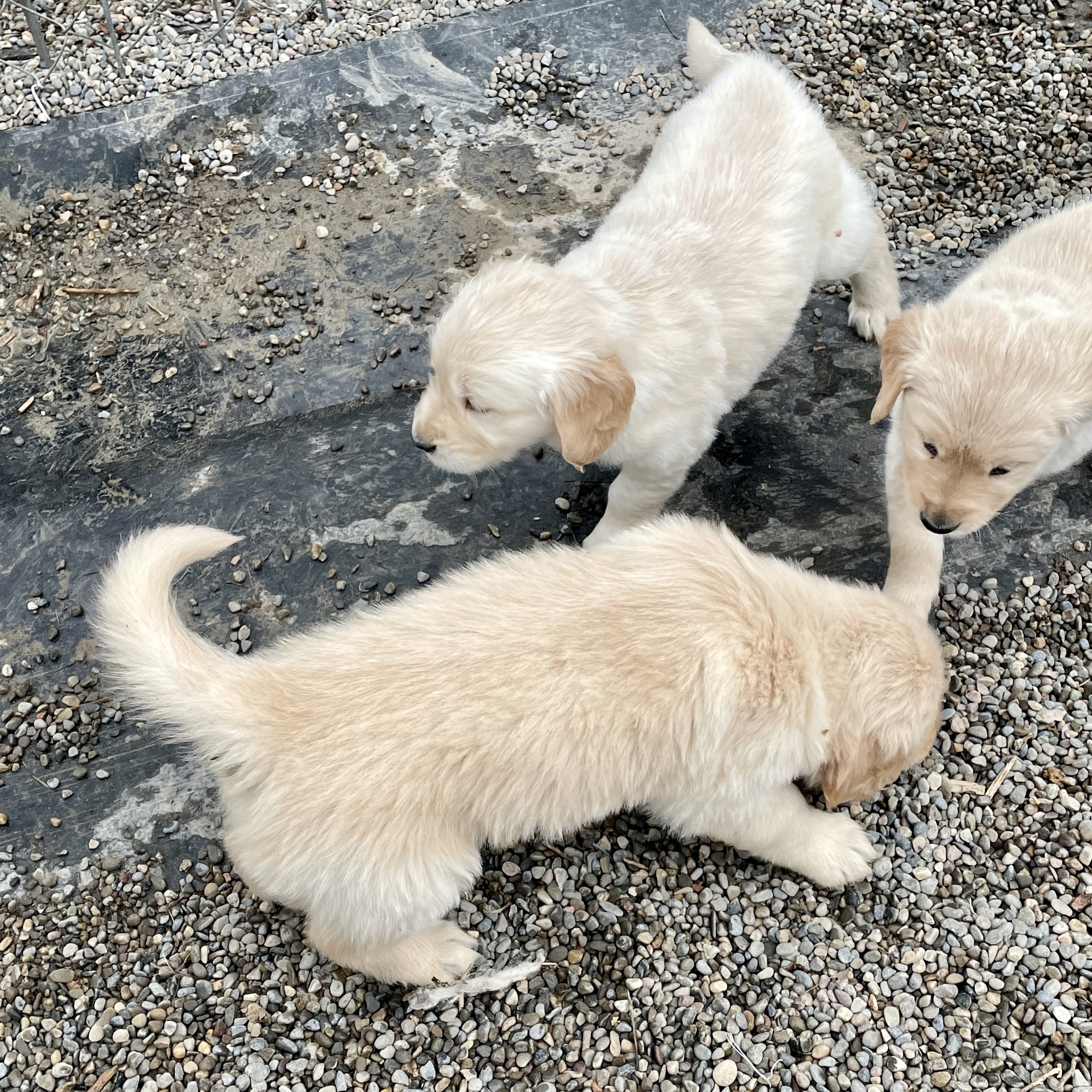 Outside Playtime!