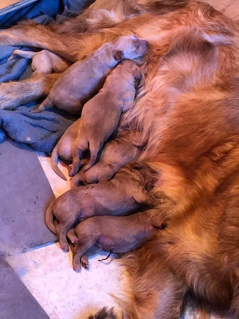 Maple and pups.jpg