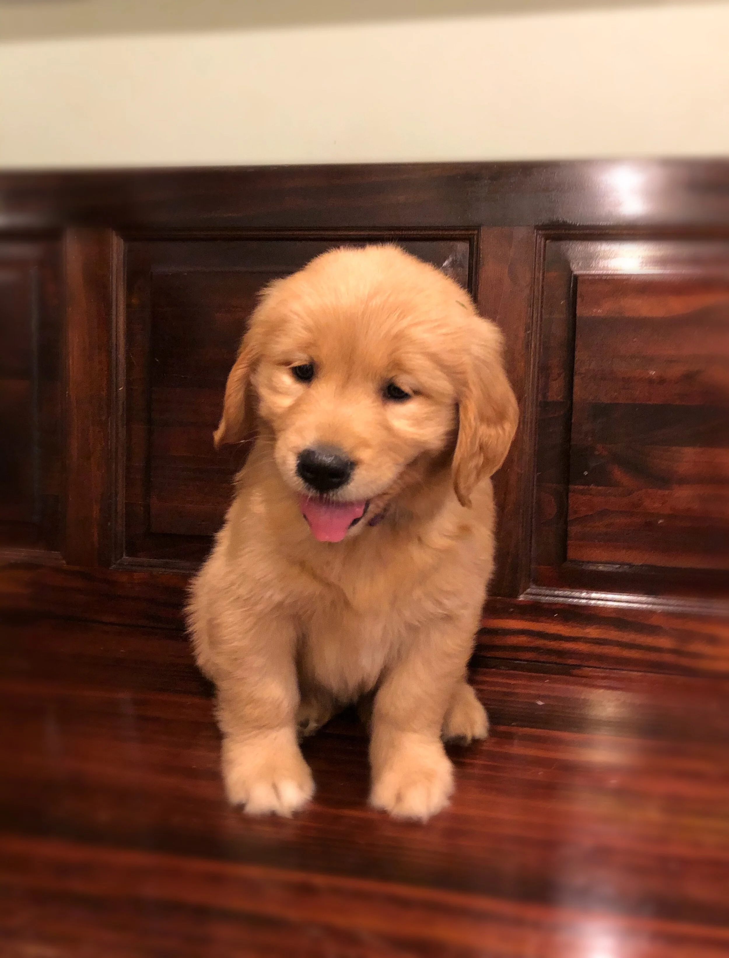 Full Grown Pure Golden Retriever Hot Purebred Golden Retriever