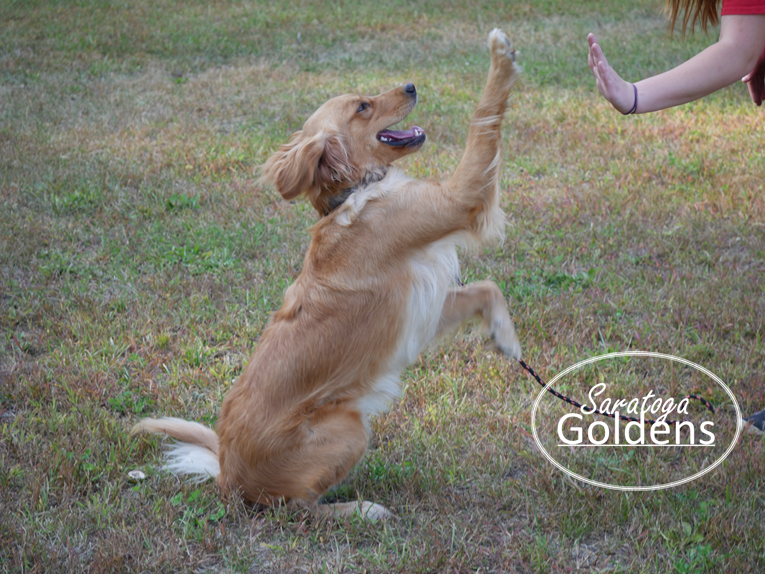 Our Golden Story Saratoga Goldens
