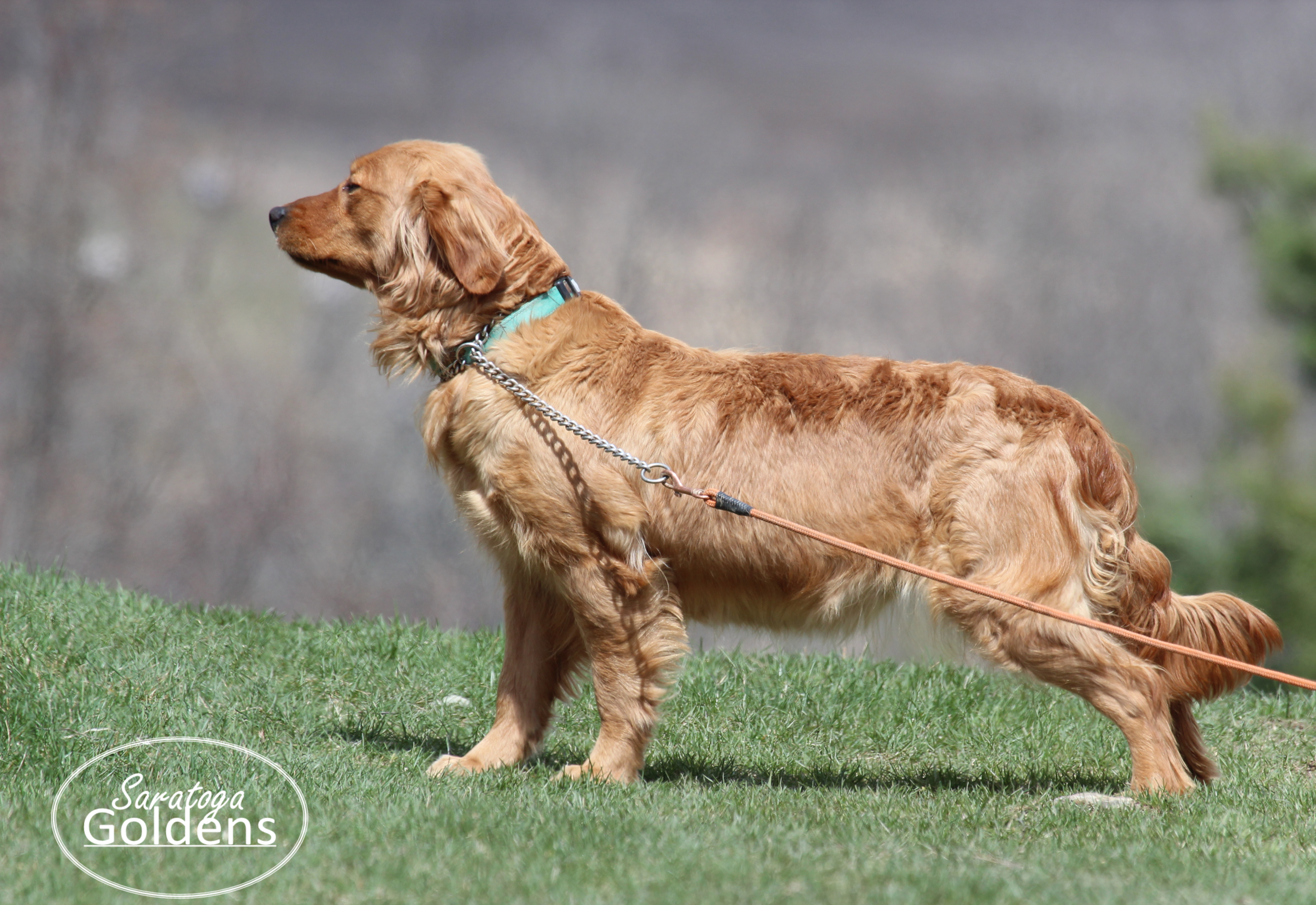 Maple-AKC-Vermont.png
