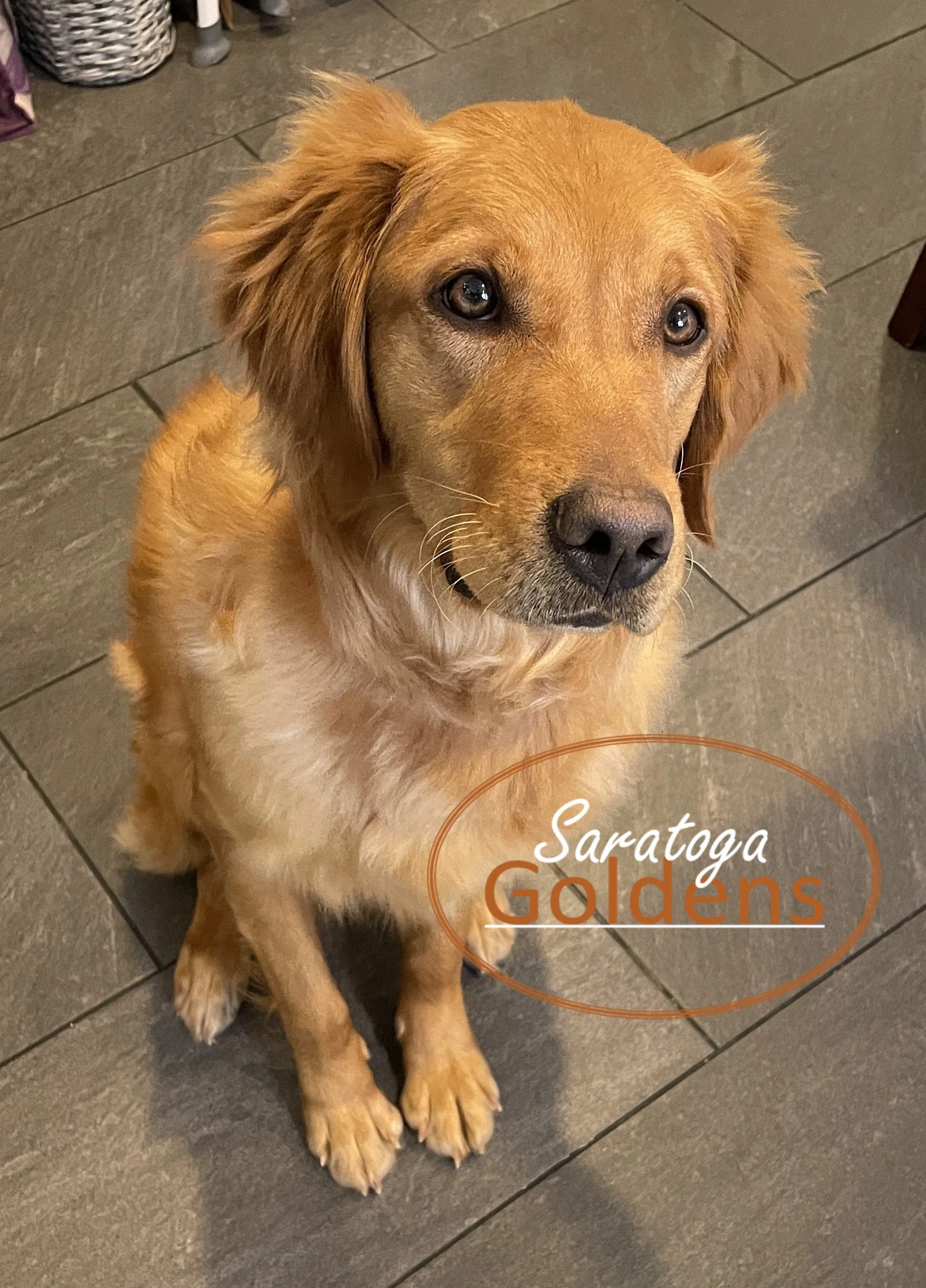 Ember/ MALE Puppy / Reservation Spring, 2026