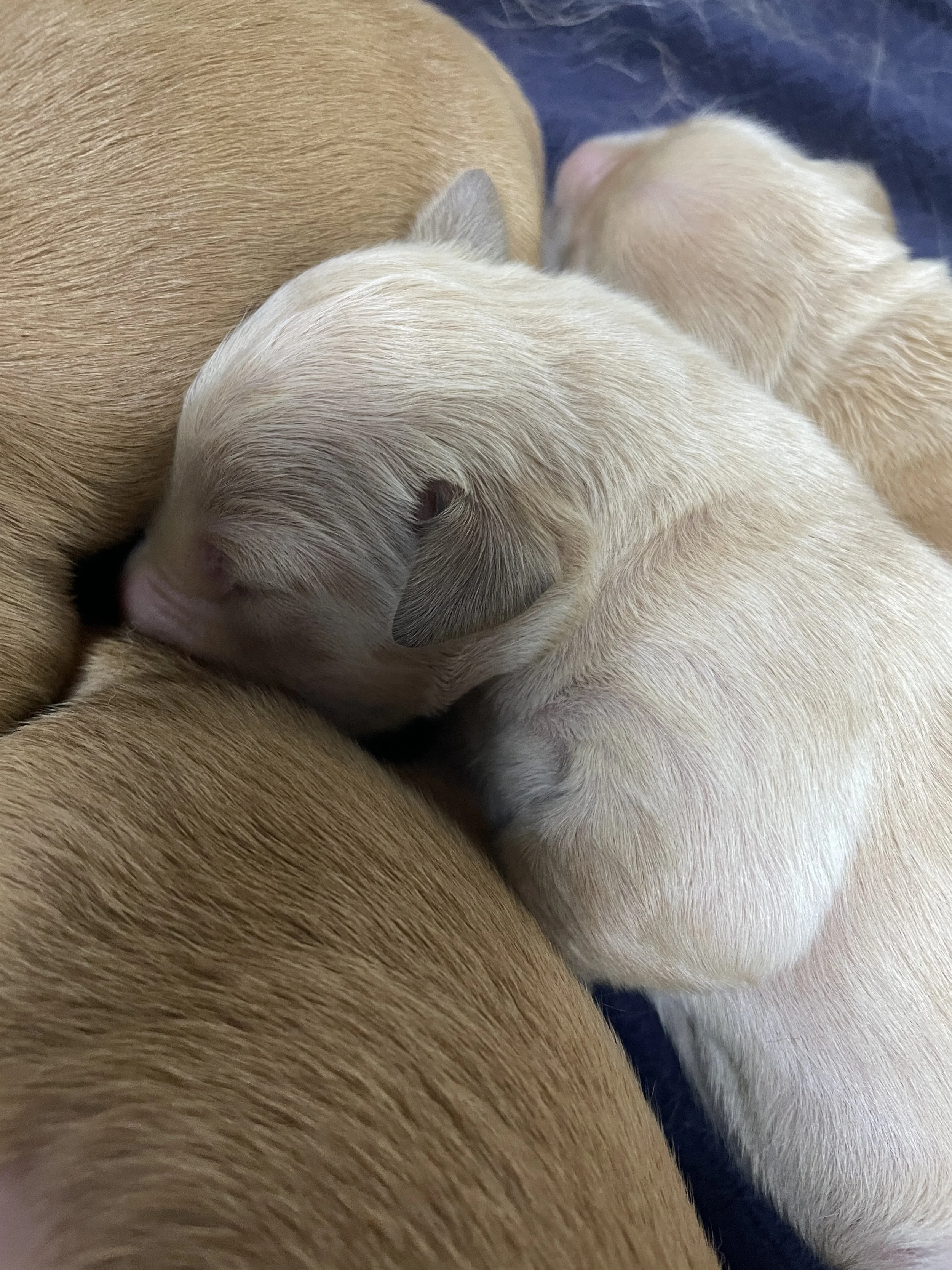 Mercy and Knox