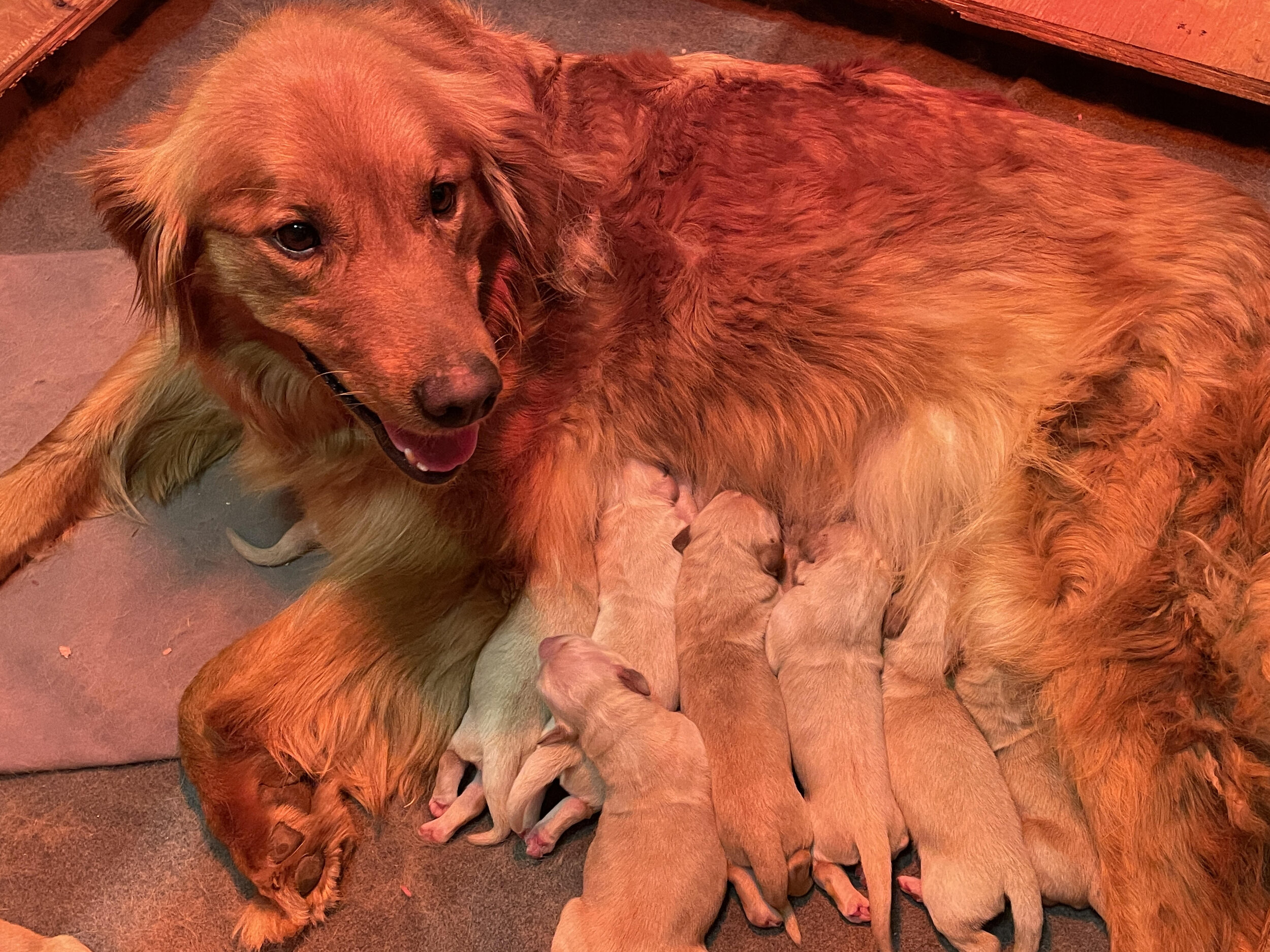 maple smiling and pups day 1.jpg