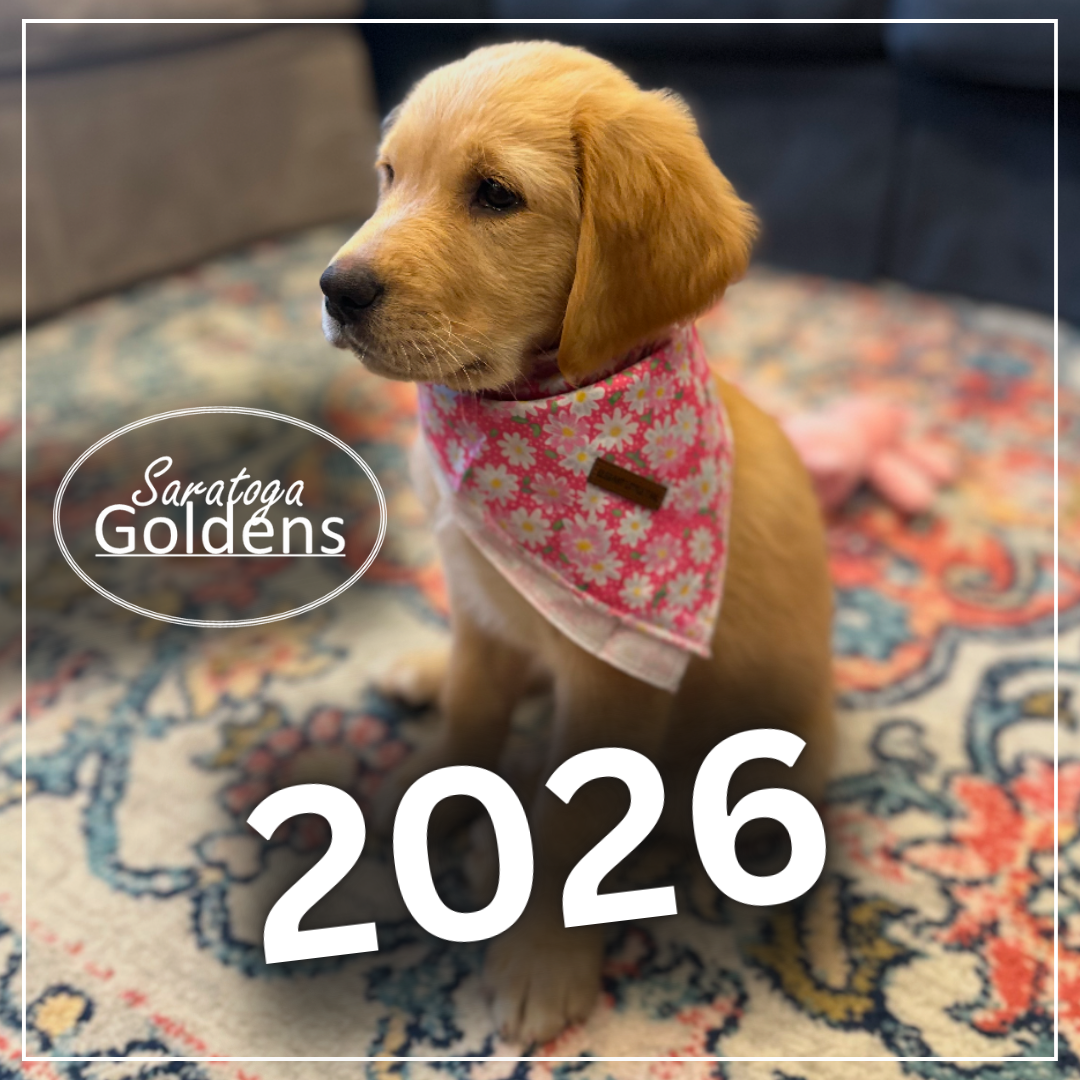 Happy Goldens 2026