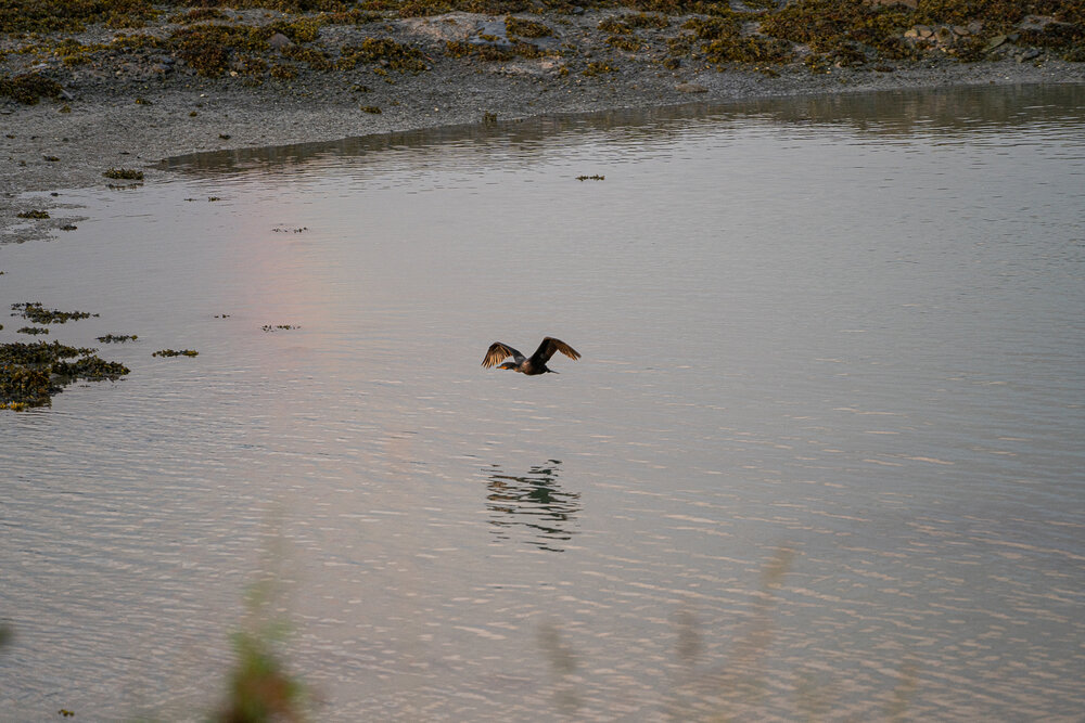 Taking Flight at Sunset Over Low Tide On The St. Lawrence