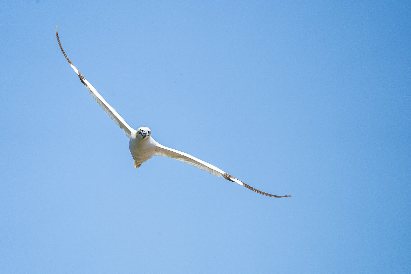 A Gannet Flying In The Massive Colony on Île-Bonaventure-et-du-Rocher-Percé National Park