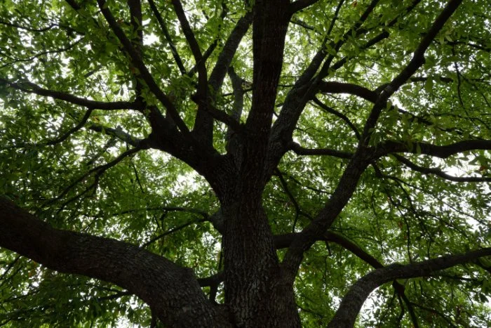 This Week from Mitch