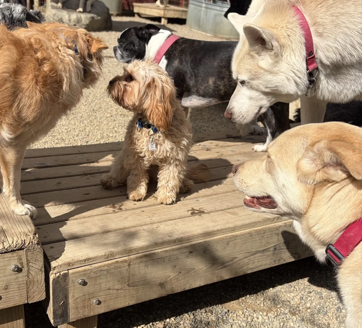 A variety of dogs is gathered around and on a wooden deck.