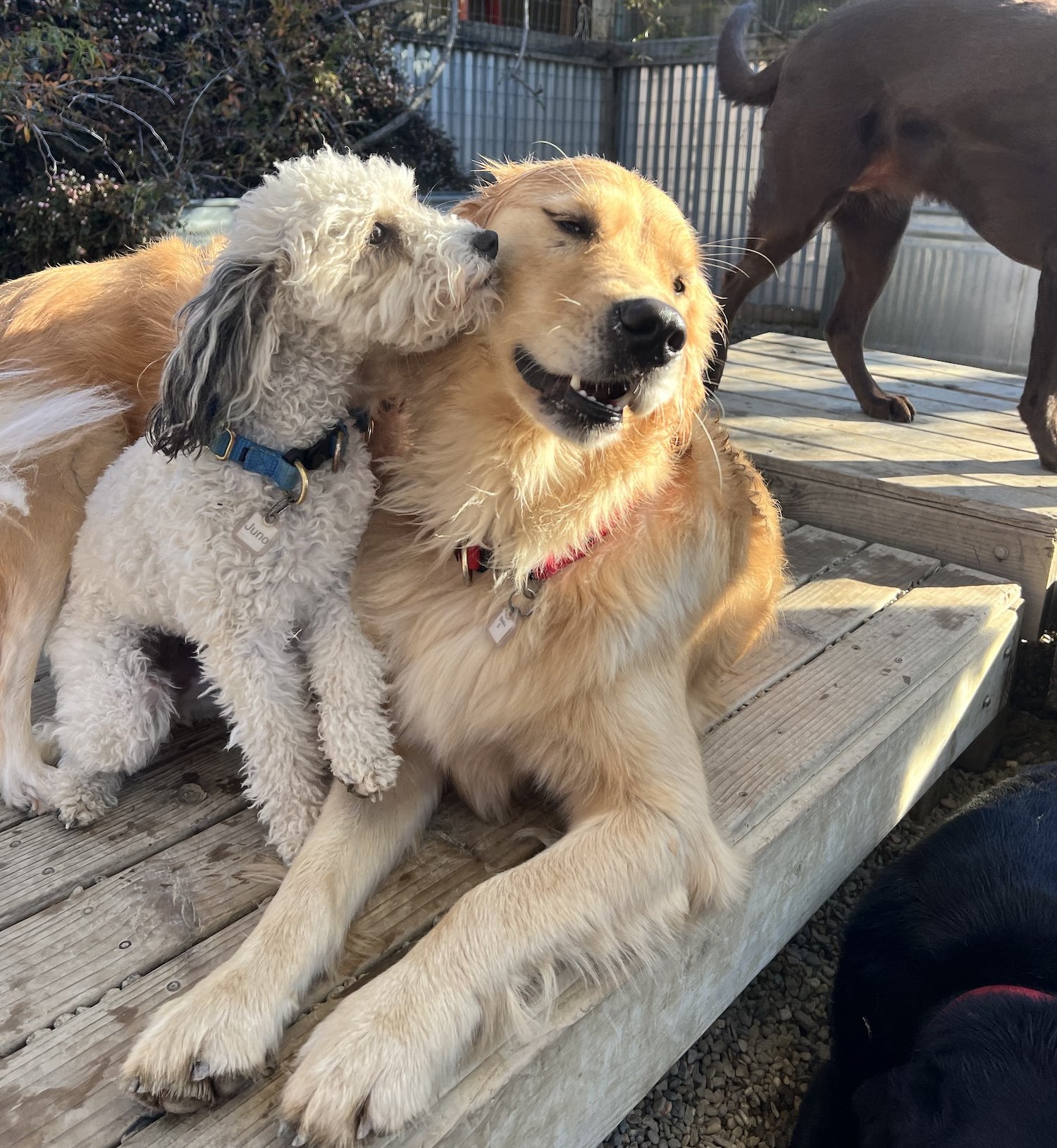 Two dogs "cuddle" with each other on a deck.
