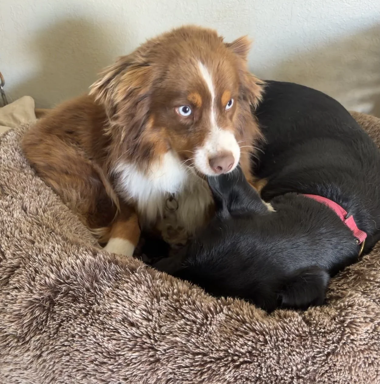 Two dogs are together in a dog bed.