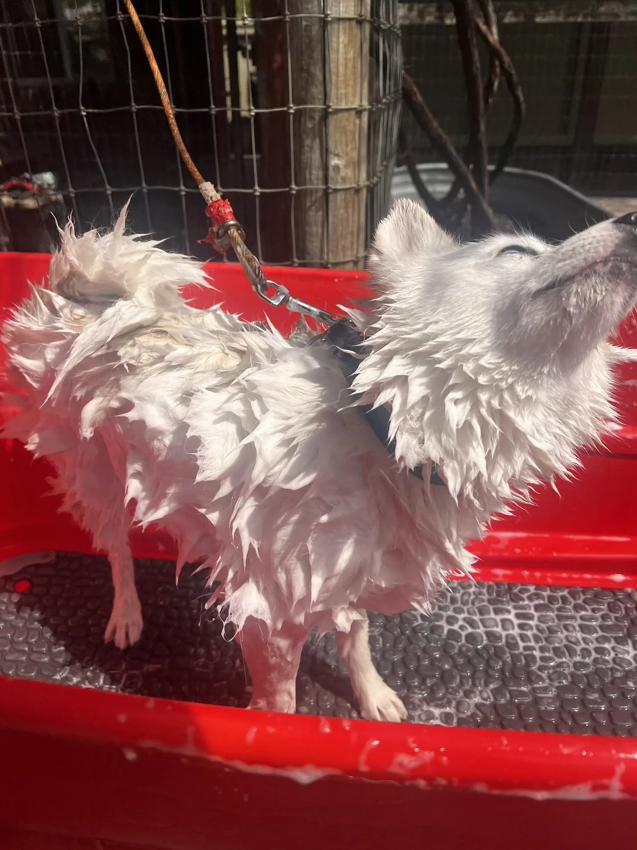 A dog getting a bath.