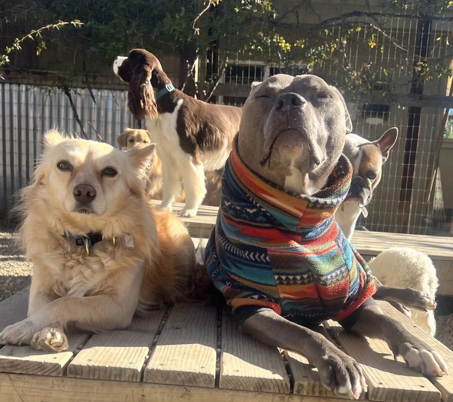 Several dogs - one in a colorful sweater - are together on a deck.