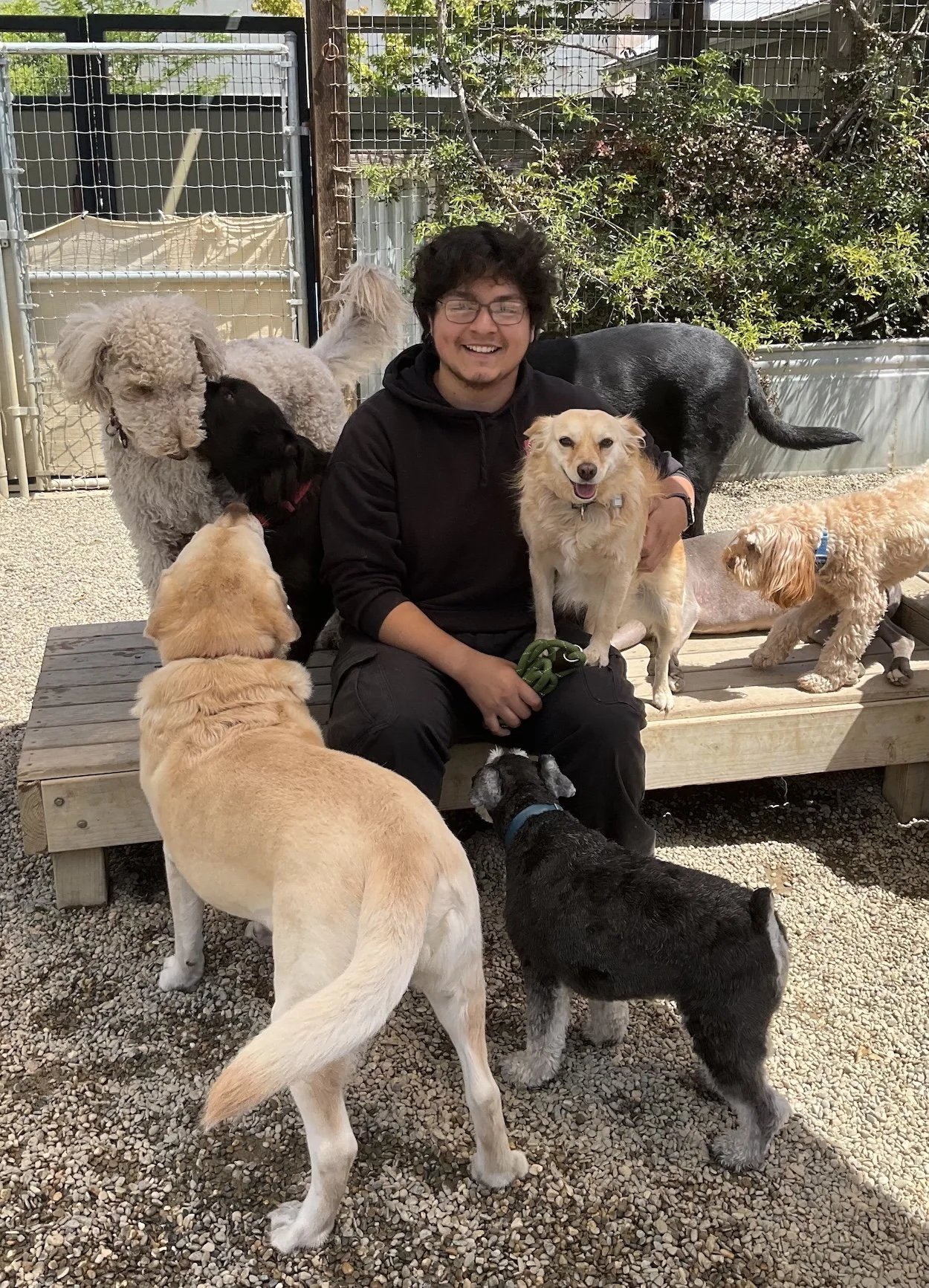 A Dog Camp team member is seated on a wooden deck surrounded by dogs.