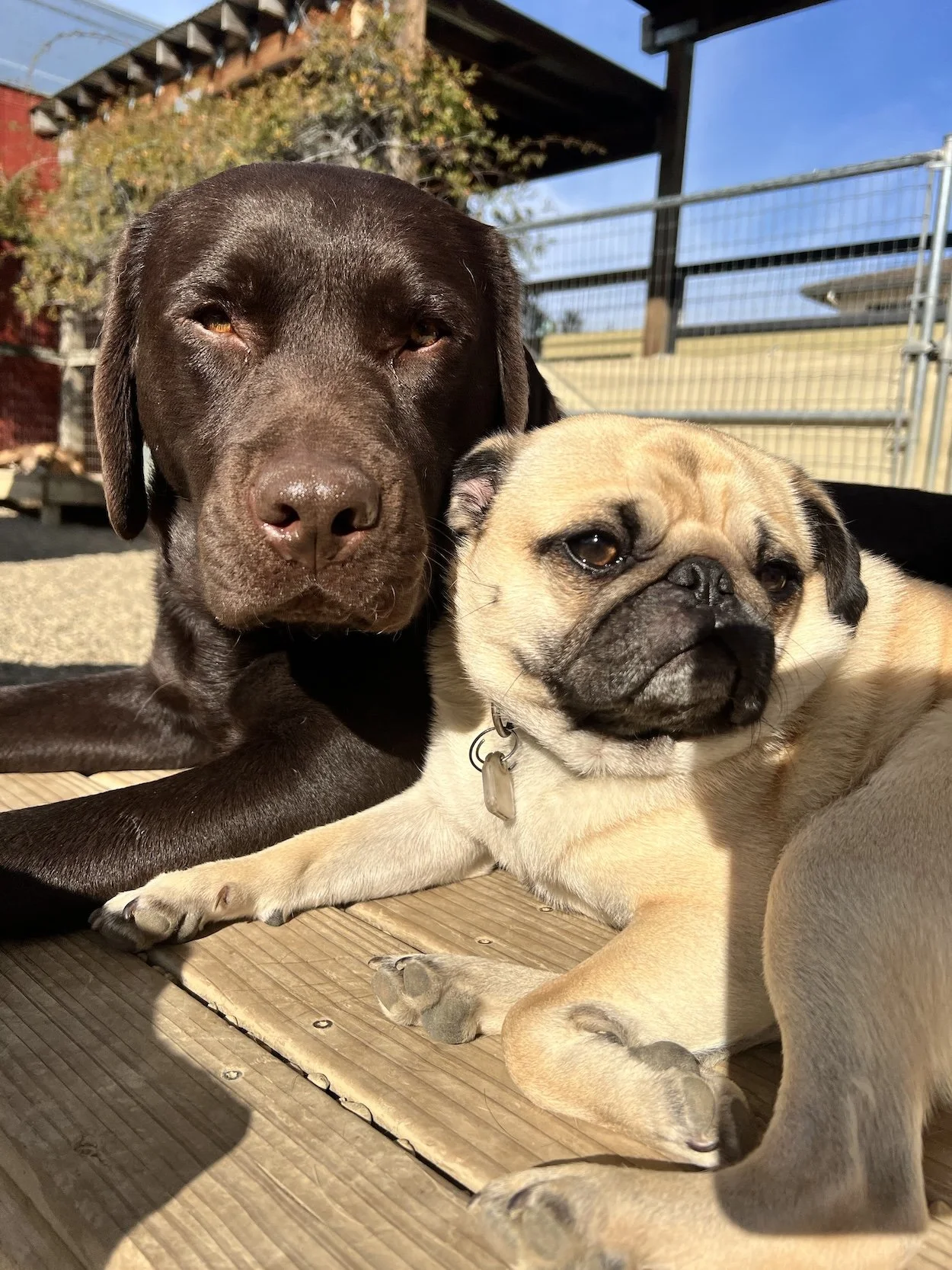 A chocolate lab and a pug lay closely next to each other.