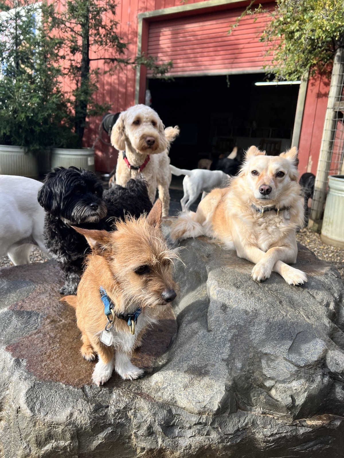 Two small breed dogs sit on a boulder with other dogs in the background.