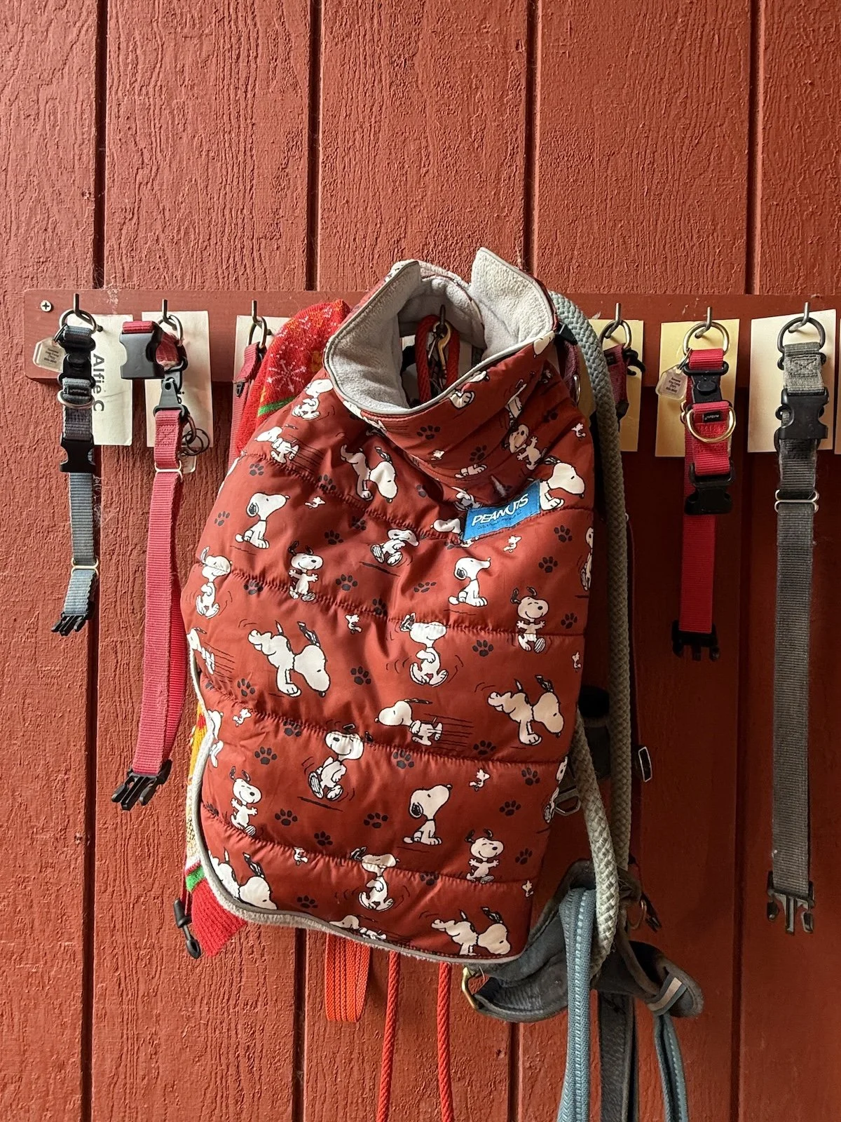 Dog collars, gear, and jacket hanging on hooks with tags identifying each dog by name.