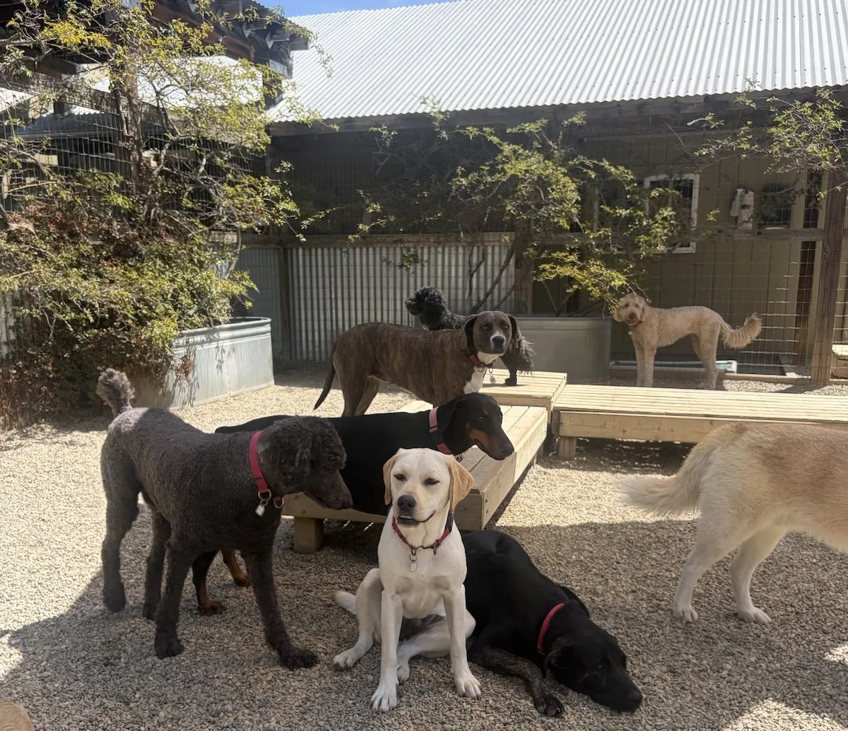 A group of dogs are gathered around wood decks in the shade.