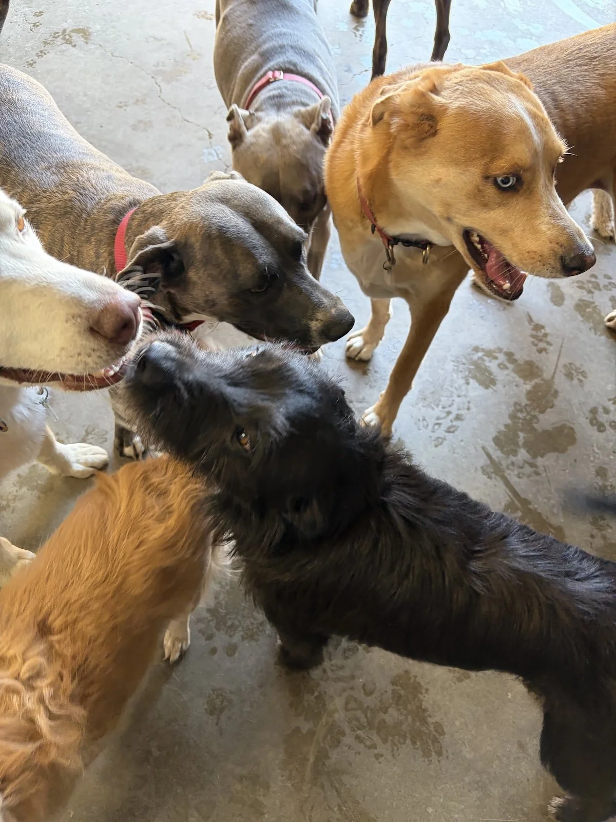 A group of dogs are gathered together in a circle.