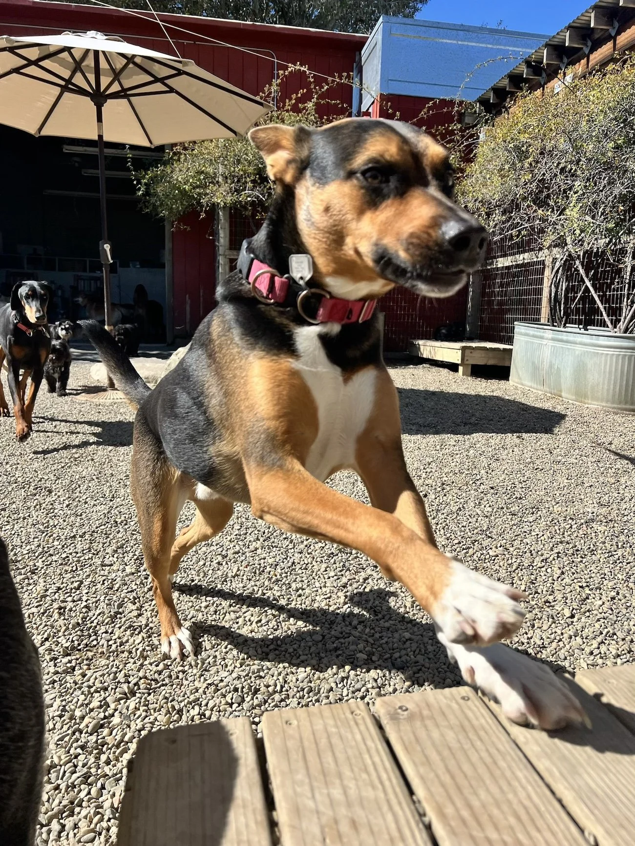 Two dogs are playing chase. The one in front is about to jump up on a wooden deck.