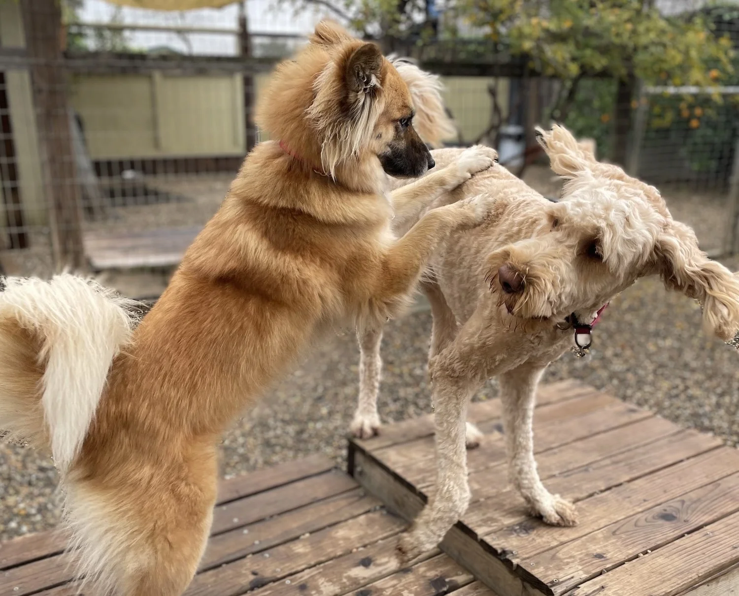 Two dogs playing.