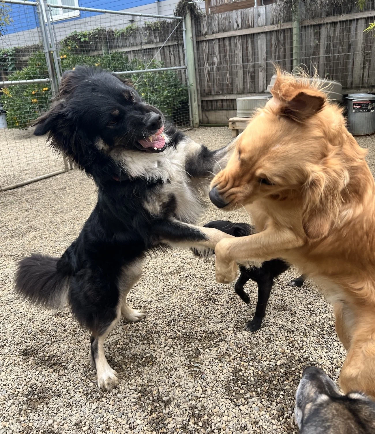 Two dogs are playing with each other, both up on their hind legs.