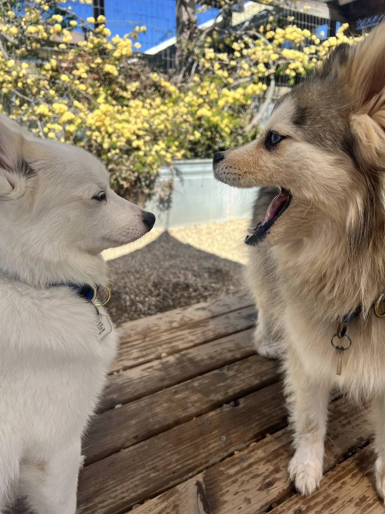 Two small breed dogs face each other.