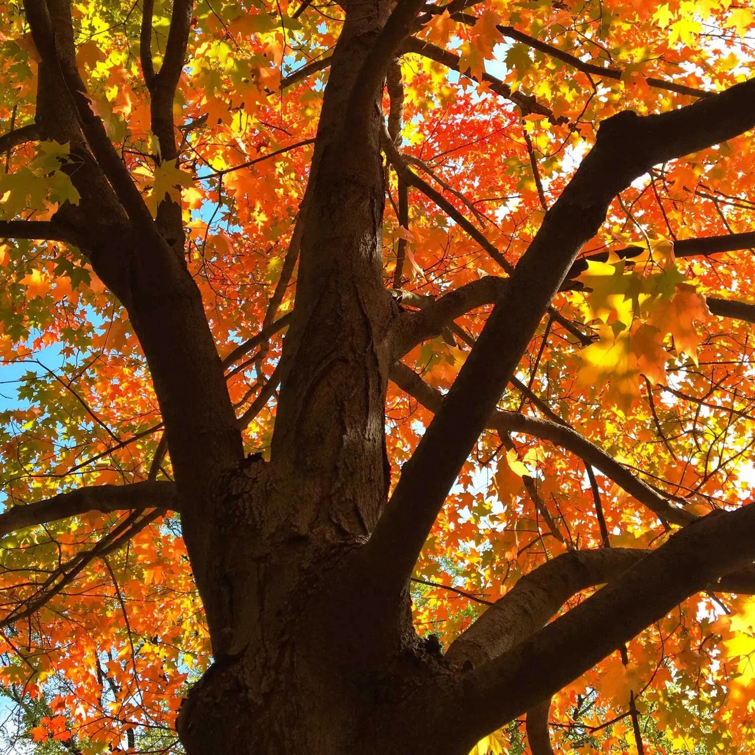 Scorecards &amp; Righteousness