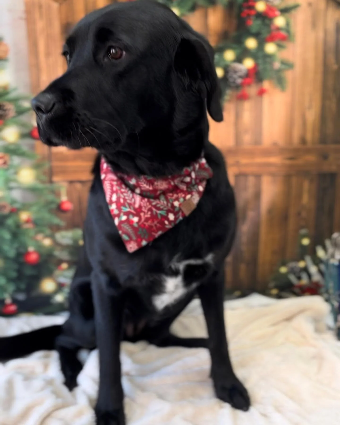It&rsquo;s beginning to look like Christmas 🎄🎅🏻😍🐶 #pawsgloriouspaws #eastmarkham #doggroomer #lovemyjob