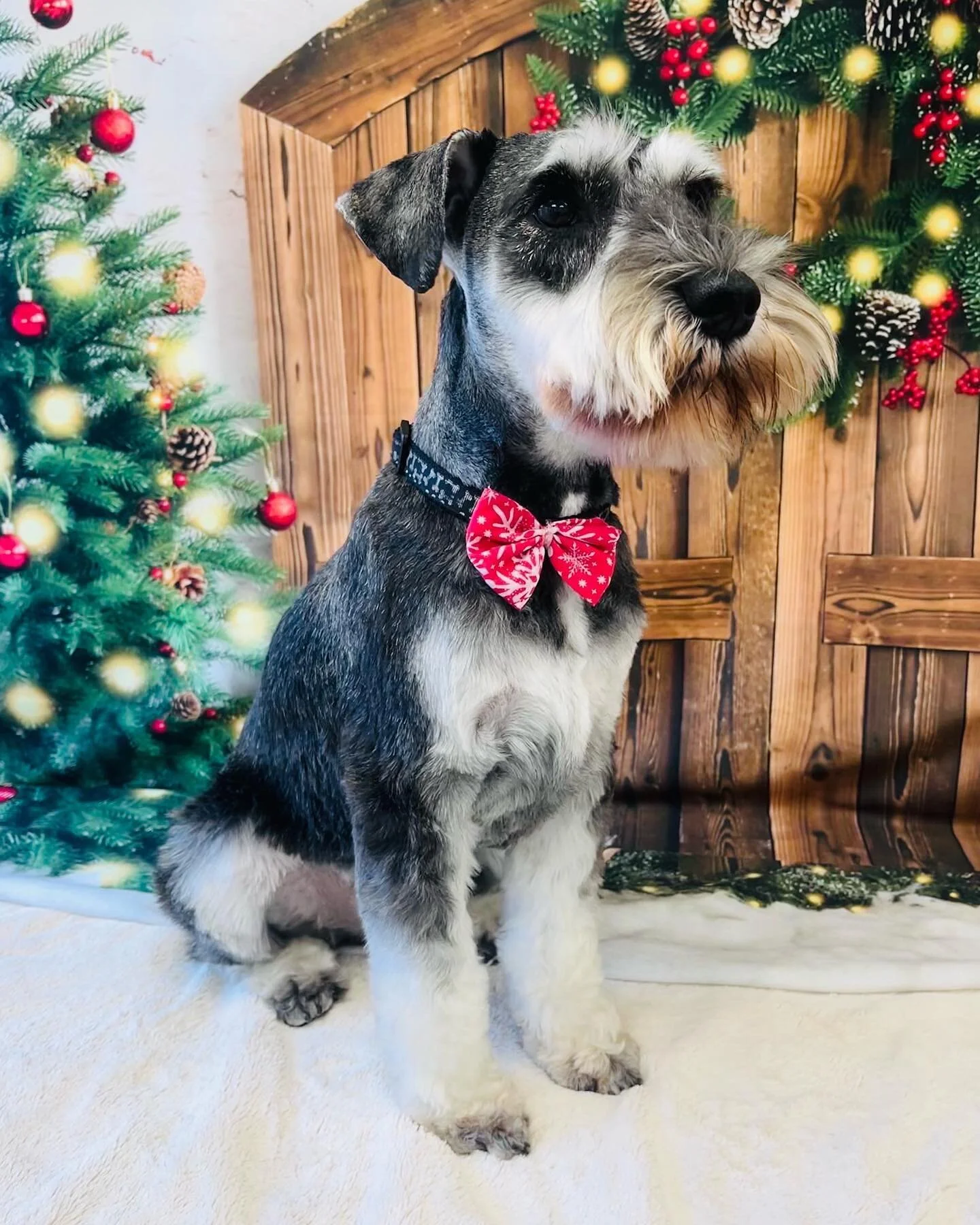🎄Arthur 🎄
