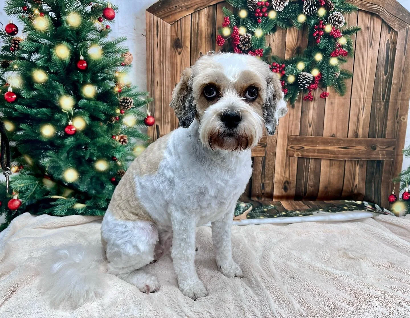 It&rsquo;s beginning to look a lot like Christmas 🎄🎅🏻🐶😇