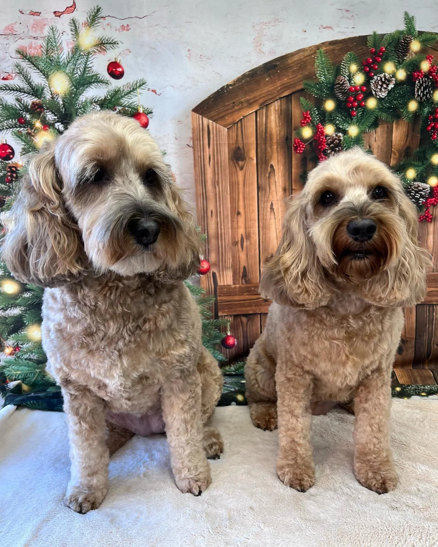 It&rsquo;s beginning to look a lot like Christmas 🎅🏻🎄🐾🐶😇😍 #pawsgloriouspaws #eastmarkham #doggroomer #lovemyjob
