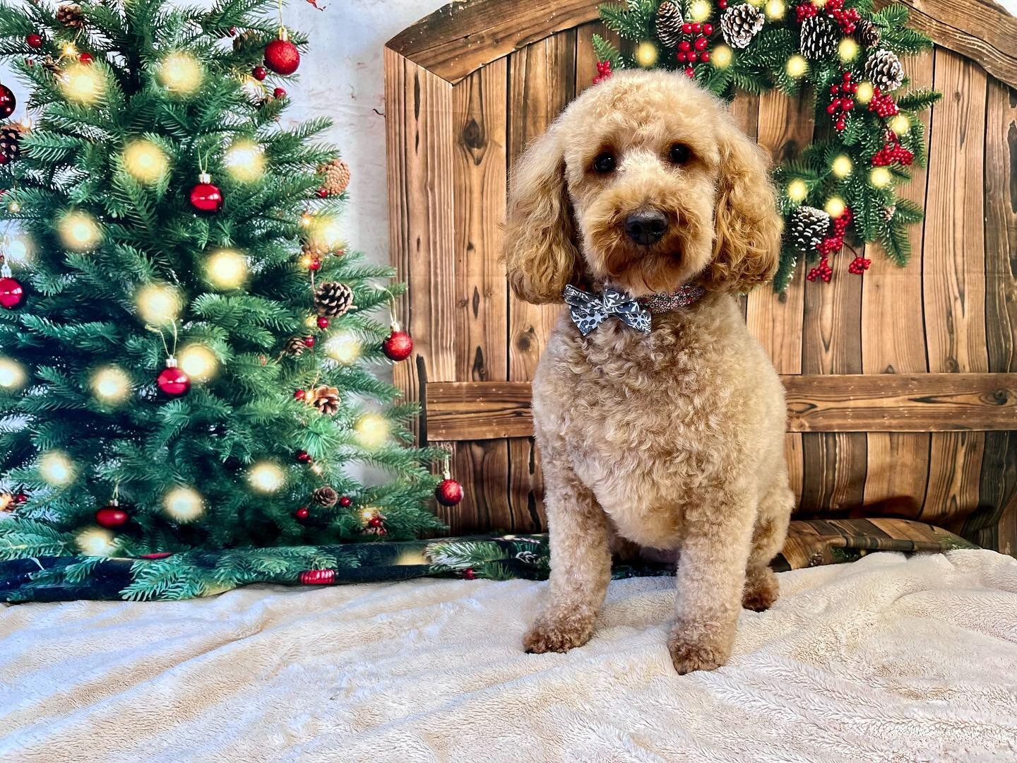More gorgeous &amp; adorable pooches. Just love my job 🥰😇🐾🐶🎅🏻🎄 #pawsgloriouspaws #eastmarkham #doggroomer #lovemyjob