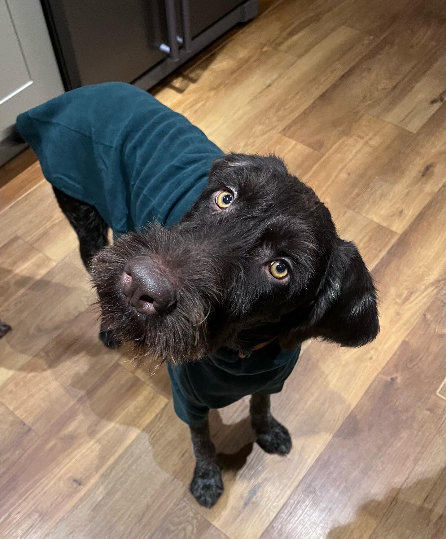 My nutters helping me out with an emergency foster that we took in just a few days before Christmas-meet Rufus an adorable GWP who will hopefully go to his forever home in January 💝