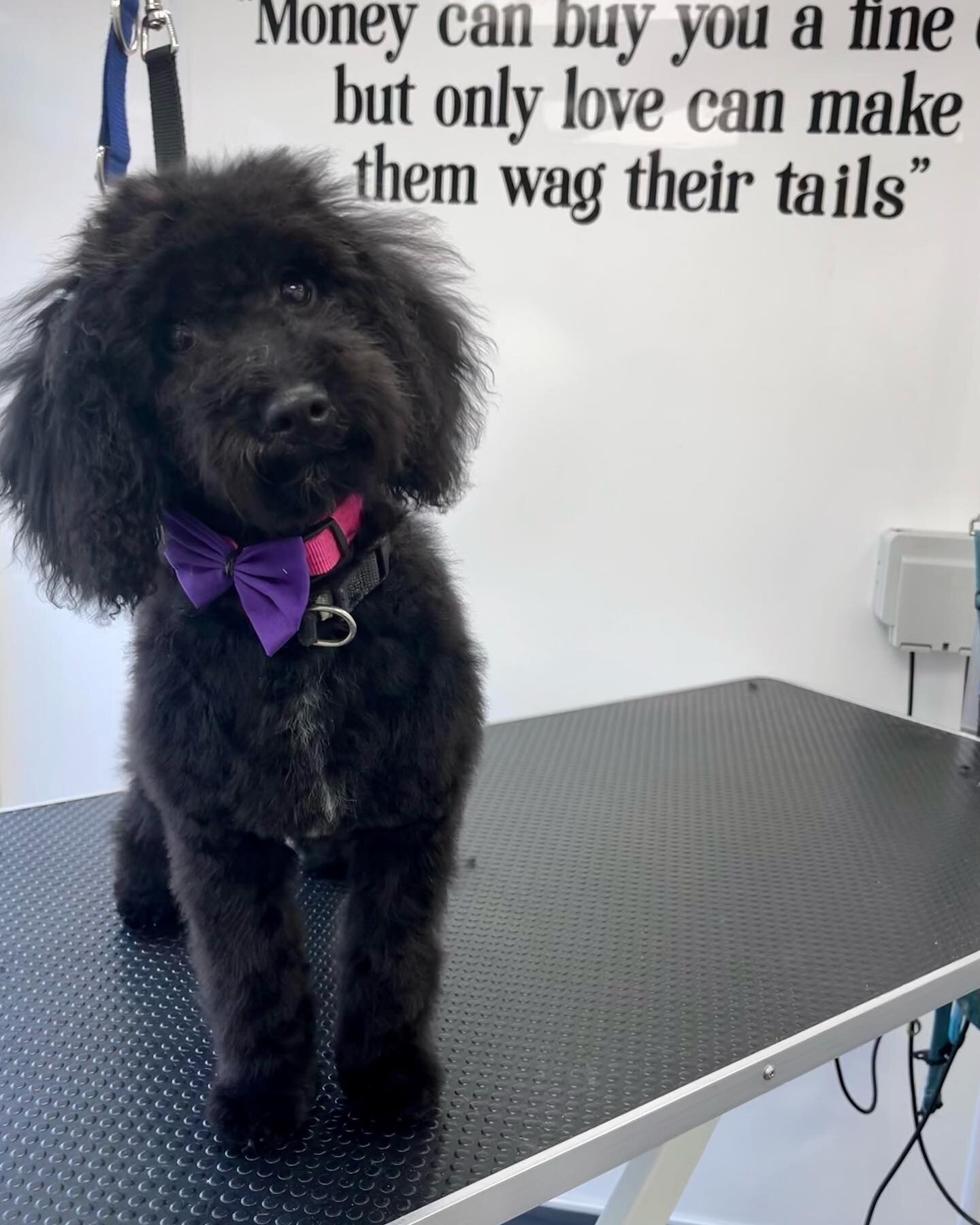 Welcome Lola to Paws Glorious Paws #pawsgloriouspaws #eastmarkham #doggroomer #miniaturepoodle