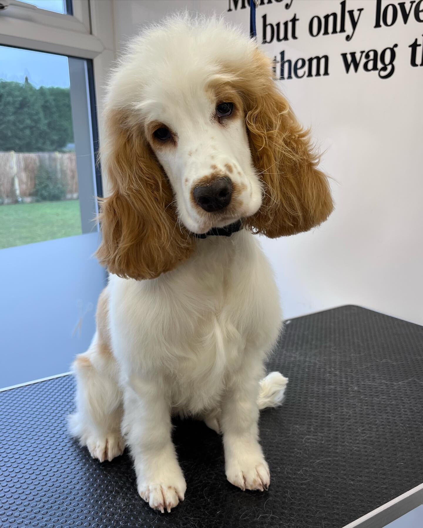 Welcome Dottie to Paws Glorious Paws. #pawsgloriouspaws #doggroomer #doggroomer #puppygroom #cocker