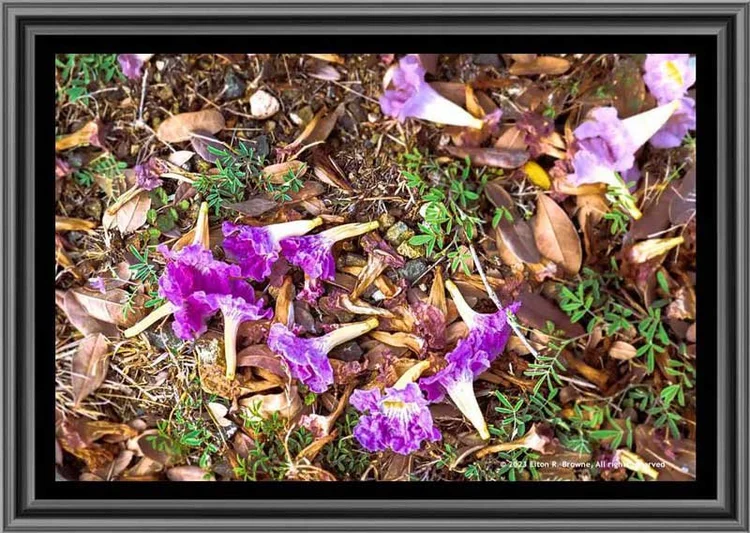 Framed fine art print of purple flowers fallen among dried leaves