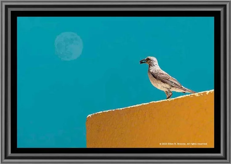 Framed fine art print of a mockingbird perched on a wall with the moon in a blue sky