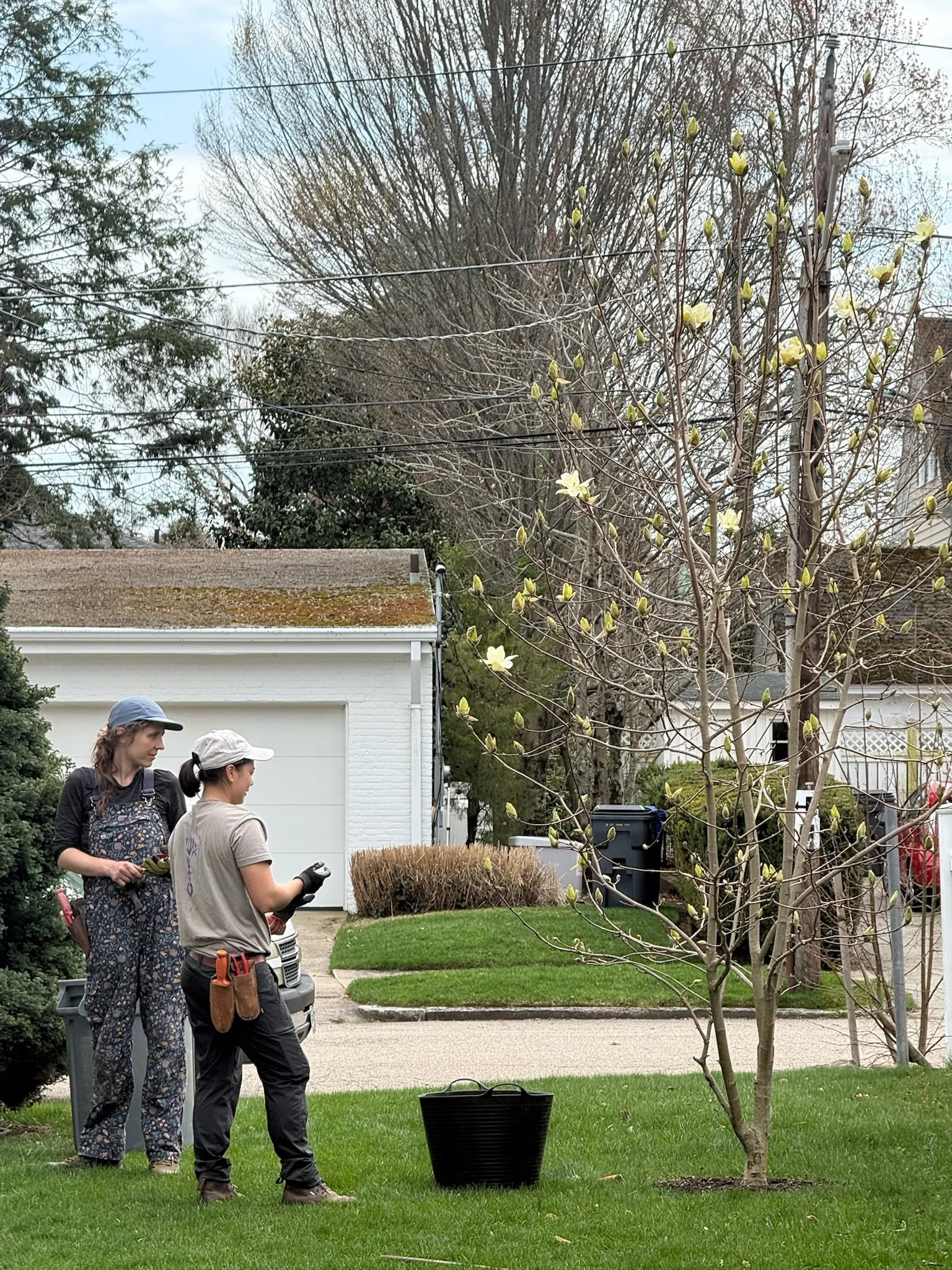 Bella Nellie Magnolia.JPG.jpeg