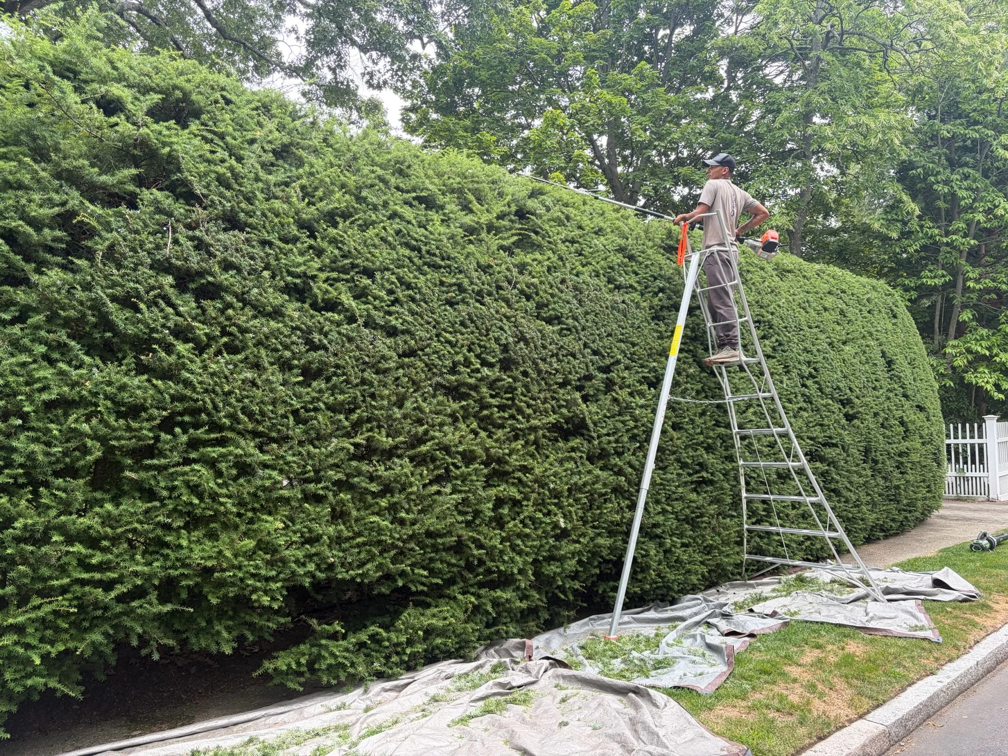wilfredo pruning.JPG