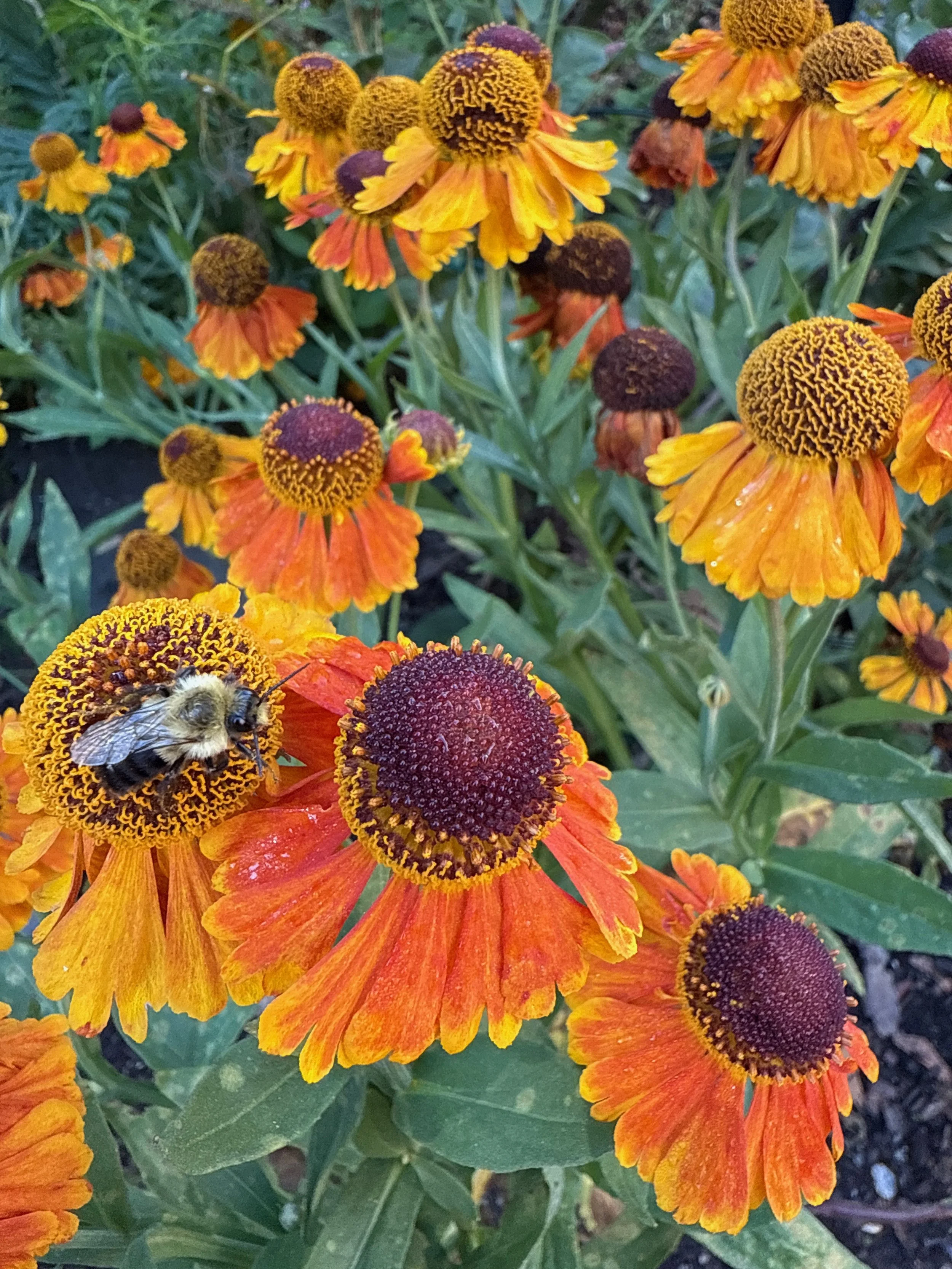 IMG_5047.jpeg