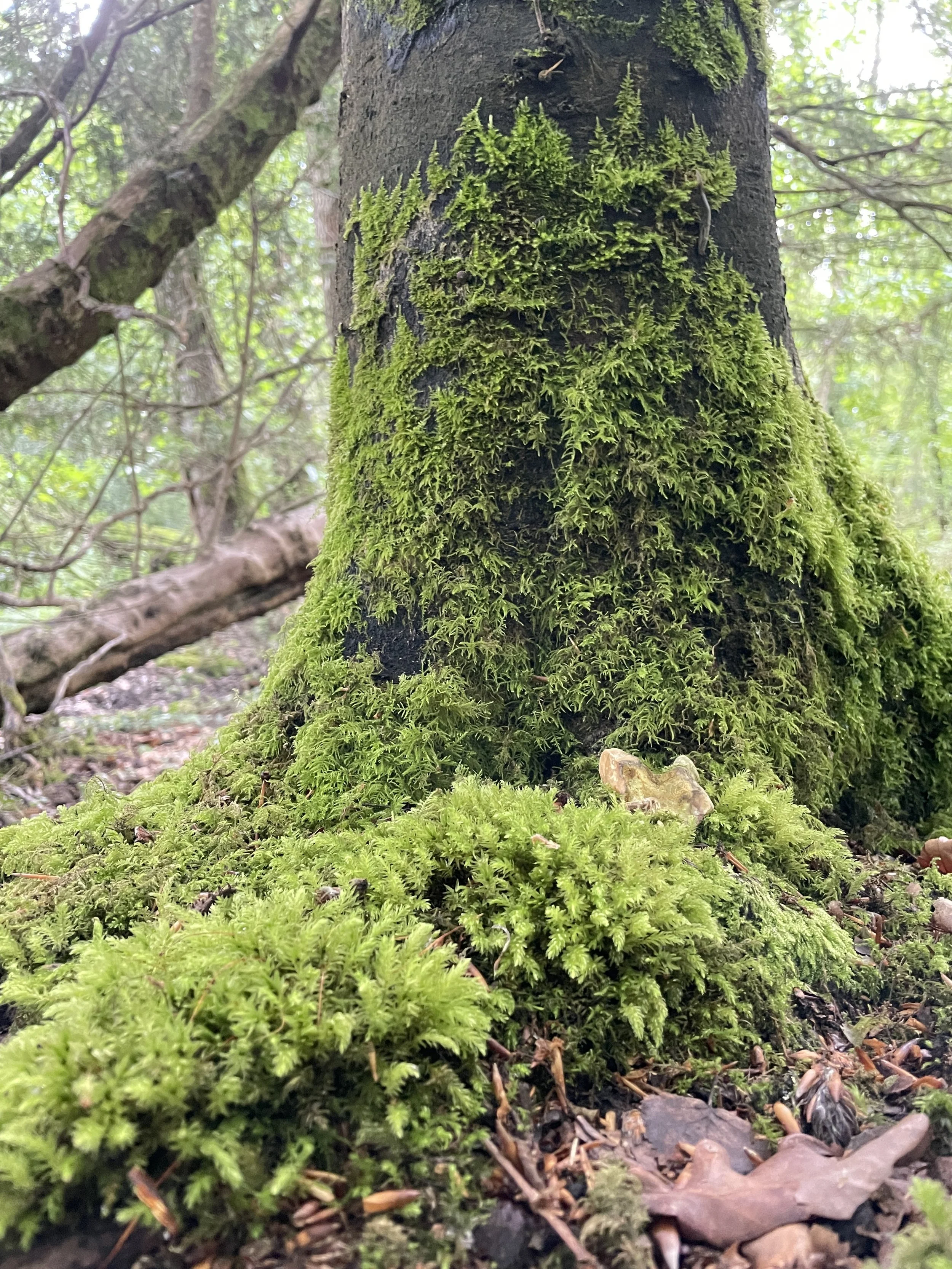 Forest Bathing 