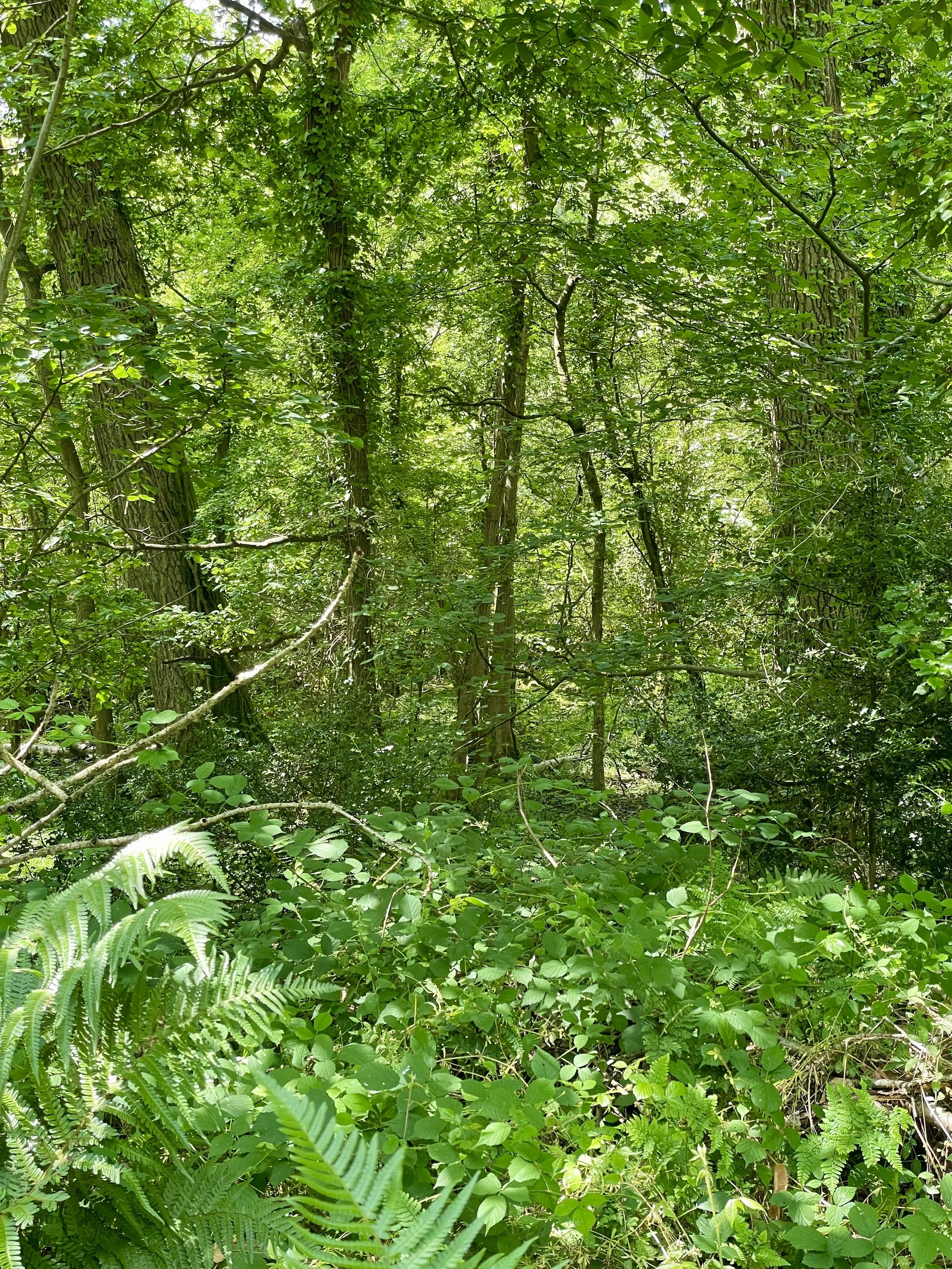 Forest Bathing 